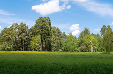 Parkta bahar manzarası 