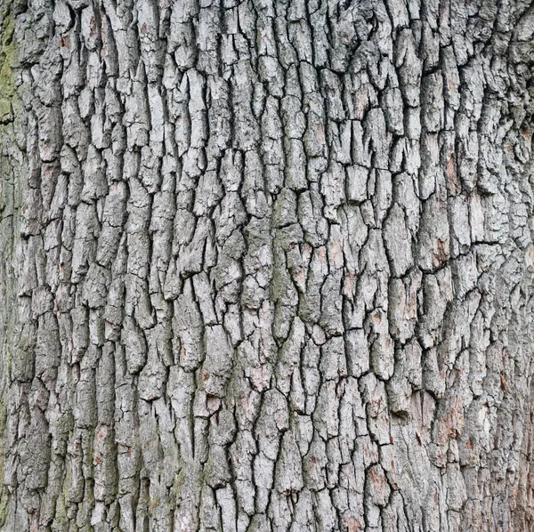 Bello Sfondo Albero Corteccia Texture Primo Piano — Foto Stock