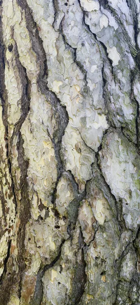 Beautiful Background Tree Bark Texture Close — Stock Photo, Image