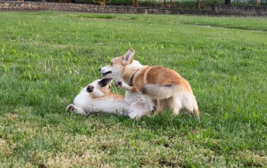 Çayırda oynayan corgi köpekleri 