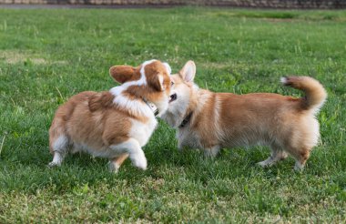 Çayırda oynayan corgi köpekleri 