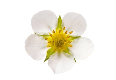 Beyaz arkaplanda yalıtılmış çilek çiçekleri 