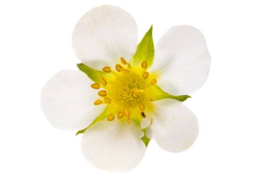 Beyaz arkaplanda yalıtılmış çilek çiçekleri 