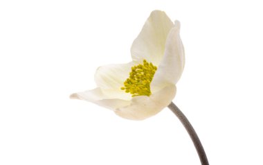 beyaz arkaplanda karadelik çiçekleri