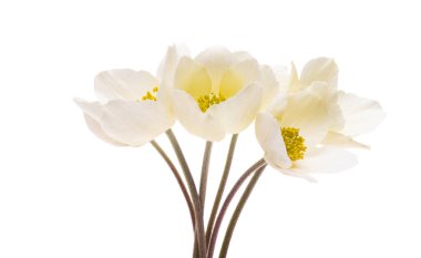 beyaz arkaplanda karadelik çiçekleri