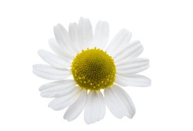 Tıbbi papatya çayı beyaz arkaplanda izole edilmiş. 