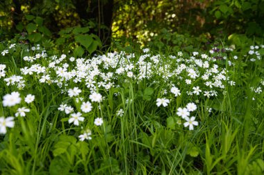 Baharda çayırda beyaz çiçekler 