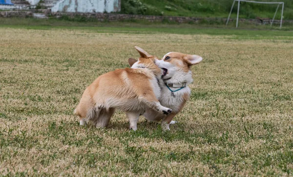 Chiens Corgi Jouant Dans Prairie — Photo