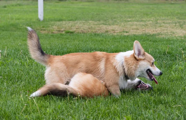 Corgi Psi Hrají Louce — Stock fotografie