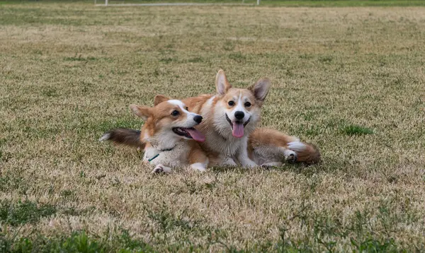 科吉犬在草地上玩耍 — 图库照片