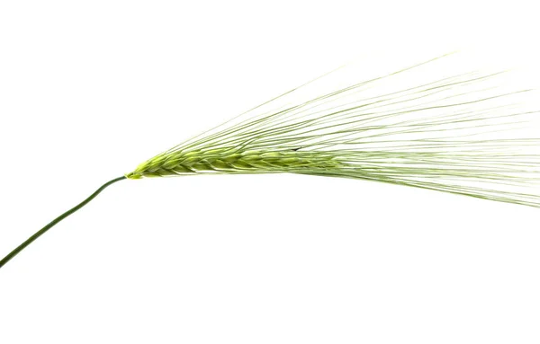 白い背景に隔離された小麦の緑の小花 — ストック写真