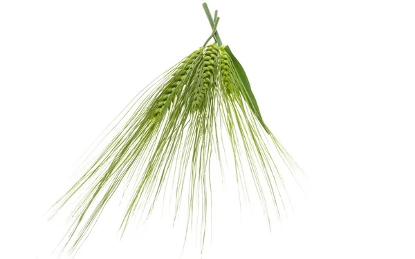 Зеленый Шип Пшеницы Изолированы Белом Фоне — стоковое фото