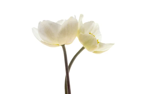 Beyaz Arkaplanda Karadelik Çiçekleri — Stok fotoğraf