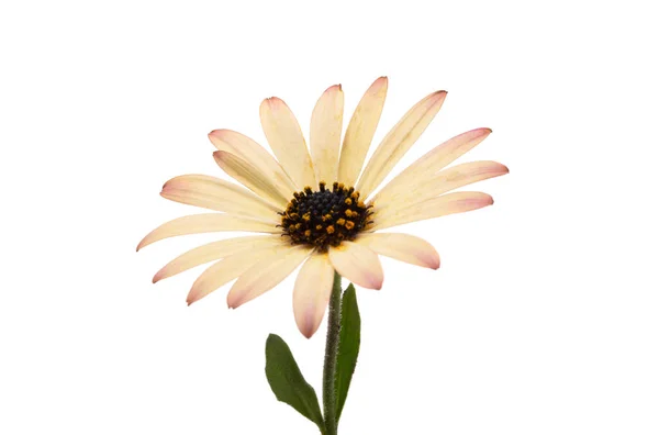 雌雄同株的菊花在白色背景下被分离 — 图库照片