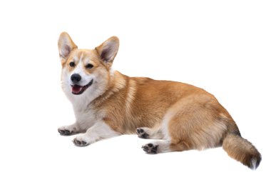 Corgi köpek yavrusu beyaz arkaplanda izole edilmiş