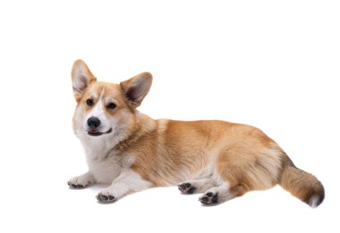 Corgi köpek yavrusu beyaz arkaplanda izole edilmiş