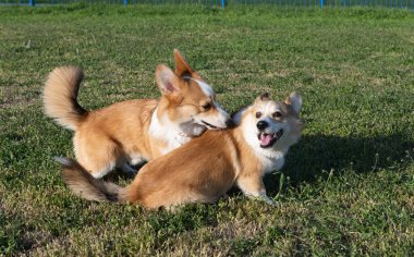 Çayırda oynayan corgi köpekleri