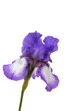 Beyaz arka planda izole edilmiş güzel iris çiçekleri 