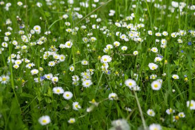 Baharda çayırlarda papatyalar 