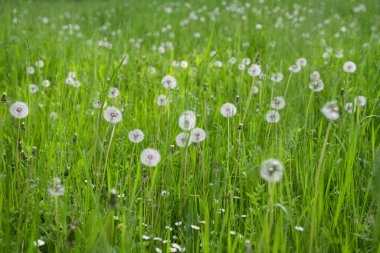 Baharda yeşil çimlerde karahindiba 