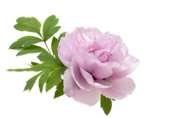 Pembe şakayık beyaz arkaplanda izole edilmiş 