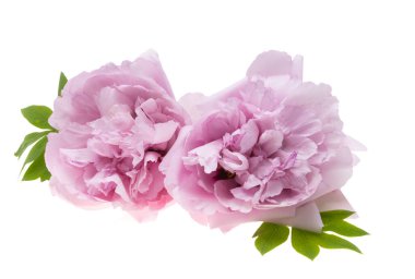 Pembe şakayık beyaz arkaplanda izole edilmiş 