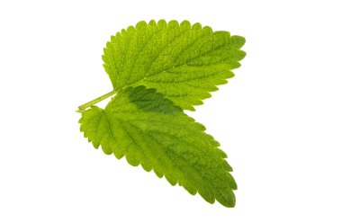 limon merhemi yaprakları beyaz arkaplanda izole 