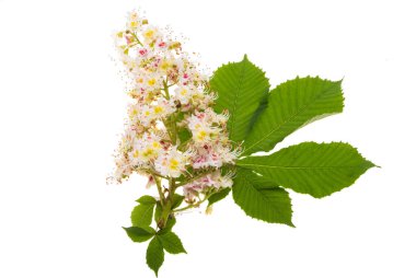 Çiçek açan kestane rengi beyaz arkaplanda izole 