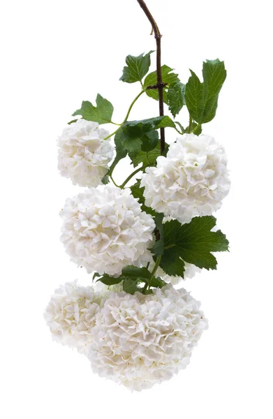 Hortensia Geïsoleerd Witte Achtergrond — Stockfoto