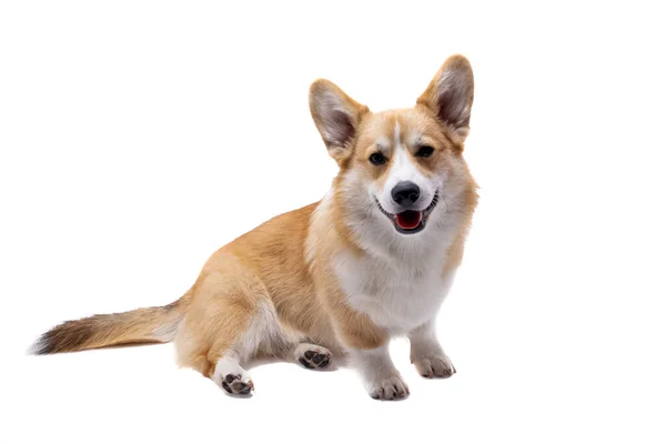 Cachorro Corgi Aislado Sobre Fondo Blanco — Foto de Stock