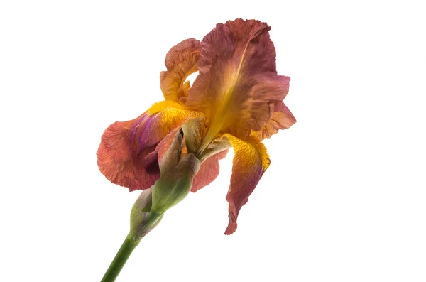 Schöne Irisblüten Isoliert Auf Weißem Hintergrund — Stockfoto