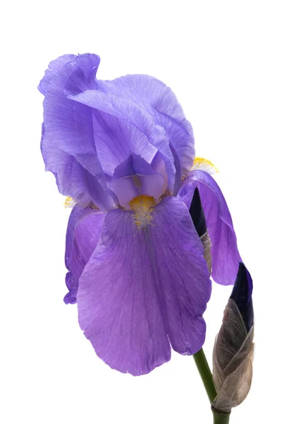 Vacker Iris Blommor Isolerad Vit Bakgrund — Stockfoto