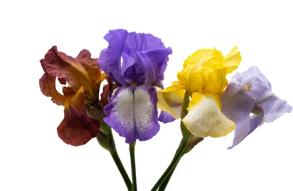 Gyönyörű Írisz Virágok Elszigetelt Fehér Háttér — Stock Fotó