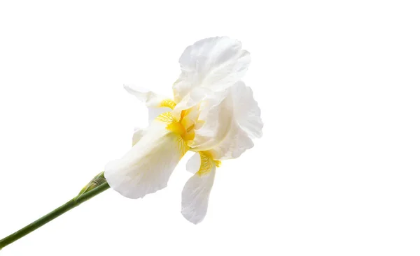 Beautiful Iris Flowers Isolated White Background — Stock Photo, Image
