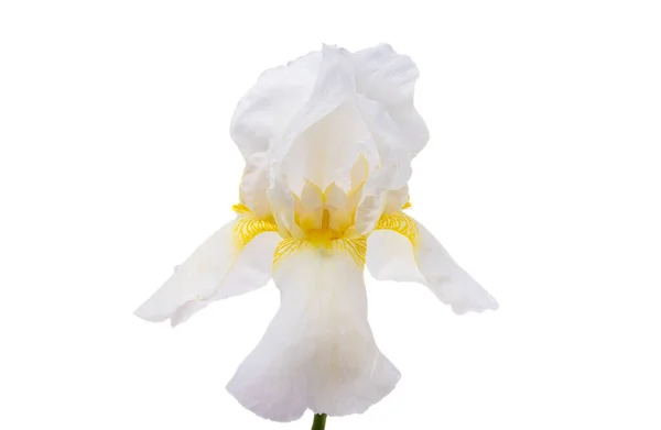 Bellissimi Fiori Iris Isolati Sfondo Bianco — Foto Stock