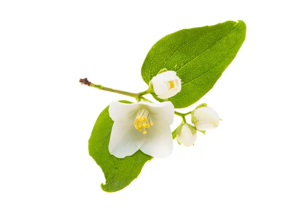 Flor Jazmín Aislada Sobre Fondo Blanco — Foto de Stock