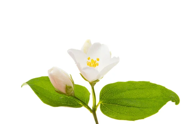 Bunga Melati Diisolasi Pada Latar Belakang Putih — Stok Foto