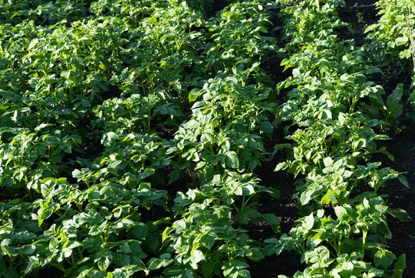 Green Potato Leaves Growing Farm — Stock Photo, Image