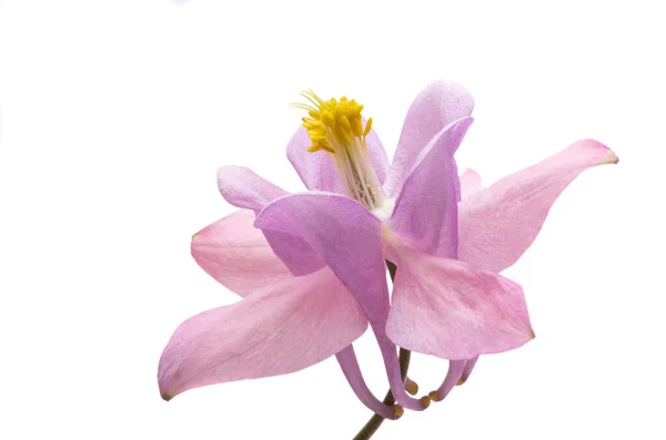 Aquilegia Izolované Bílém Pozadí — Stock fotografie