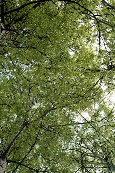 Corona Álamo Viejo Primavera — Foto de Stock