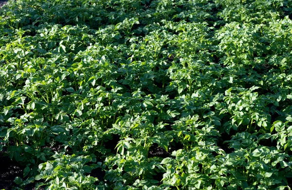 Green Potato Leaves Growing Farm — Stock Photo, Image