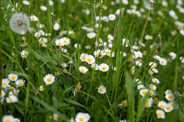 Marguerites Dans Prairie Printemps — Photo