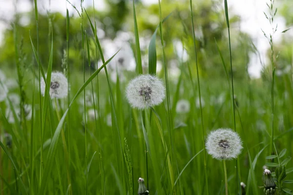 Pissenlits Dans Herbe Verte Printemps — Photo