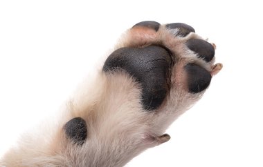 Corgi yavru pençesi beyaz arkaplanda izole edilmiş. 