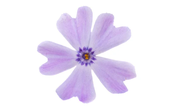 Phlox Fiore Isolato Sfondo Bianco — Foto Stock