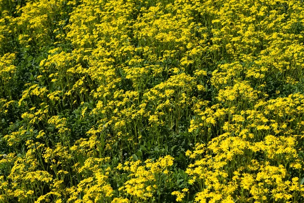 Latar Belakang Bunga Aster Kuning Musim Semi — Stok Foto