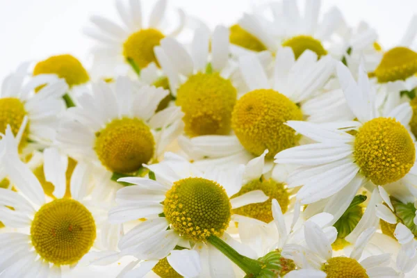 Medische Kamille Witte Achtergrond — Stockfoto