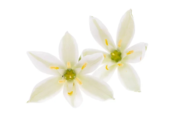 Ornithogalum Çiçeği Beyaz Arkaplanda Izole Edilmiş — Stok fotoğraf