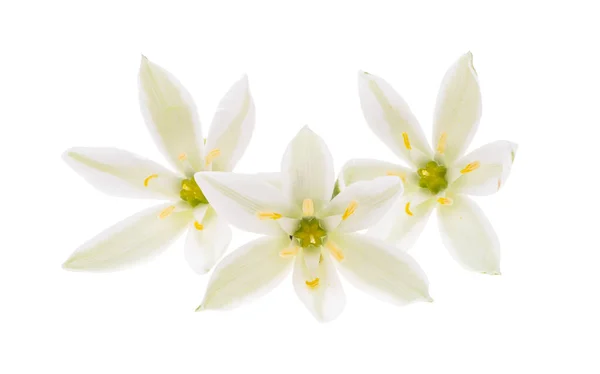 Fleur Ornithogalum Isolé Sur Fond Blanc — Photo