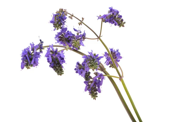 Wiese Blaue Blume Isoliert Auf Weißem Hintergrund — Stockfoto